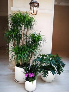 聚焦宁波慈溪植物租摆设计，营造清新自然之境